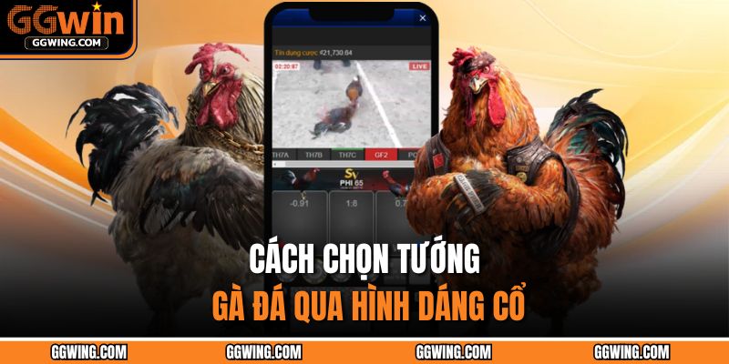 Cách chọn tướng gà đá qua hình dáng cổ