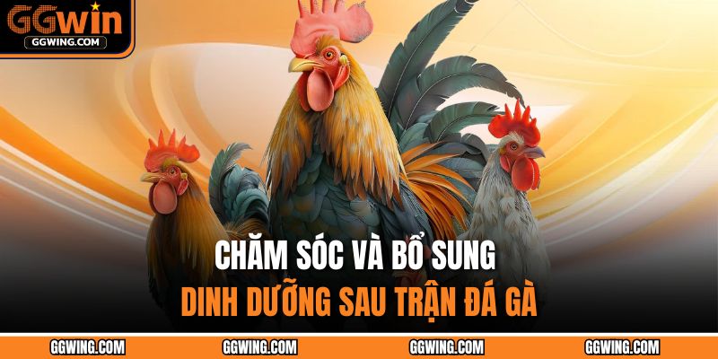Chăm sóc và bổ sung dinh dưỡng sau trận đá gà