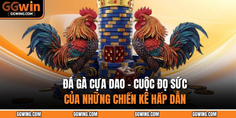 Đá gà cựa dao