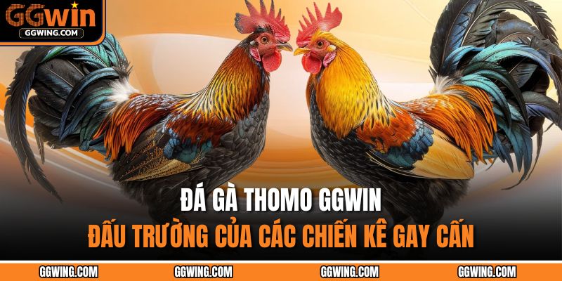 Đá gà Thomo GGWIN