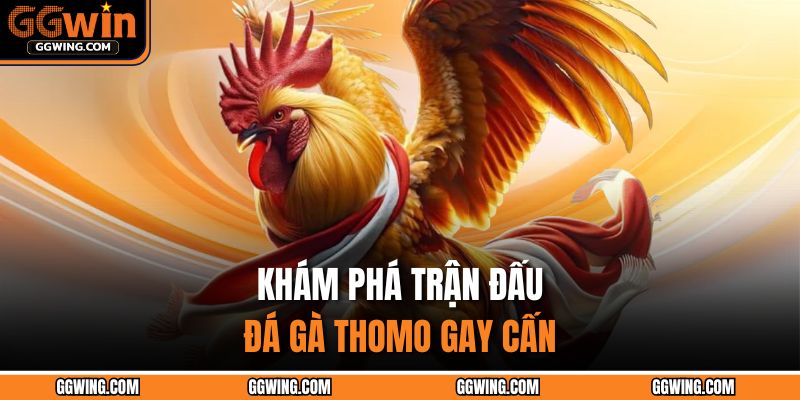 Khám phá trận đấu đá gà Thomo gay cấn