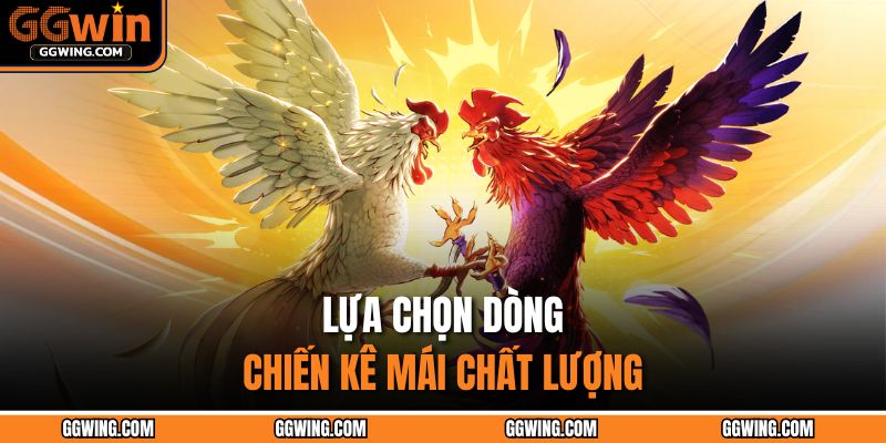 Lựa chọn dòng chiến kê mái chất lượng