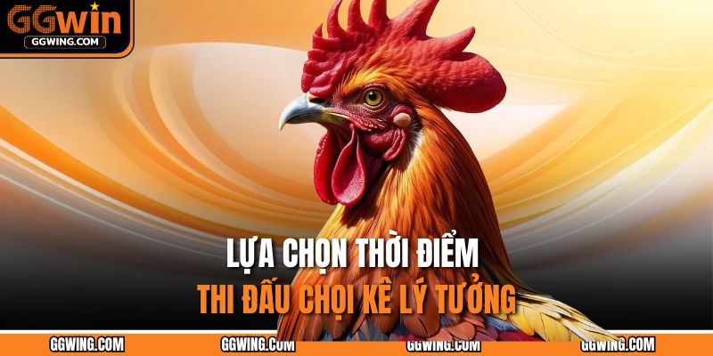 Lựa chọn thời điểm thi đấu chọi kê lý tưởng