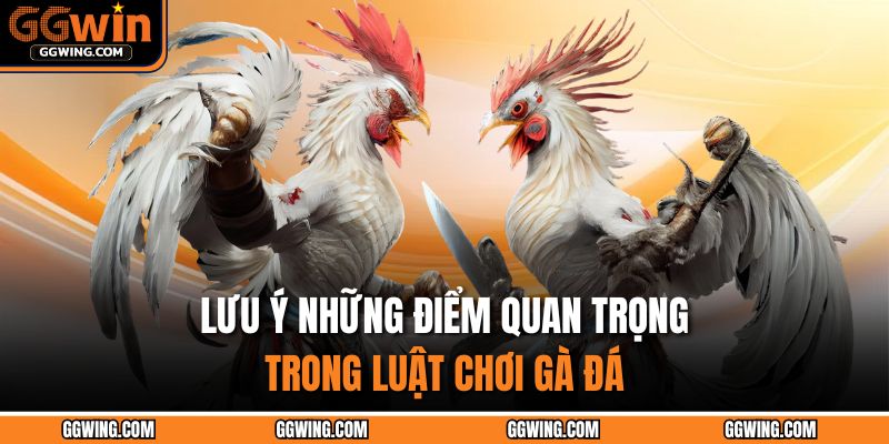 Lưu ý những điểm quan trọng trong luật chơi gà đá