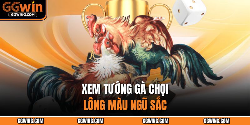 Xem tướng gà chọi lông màu ngũ sắc